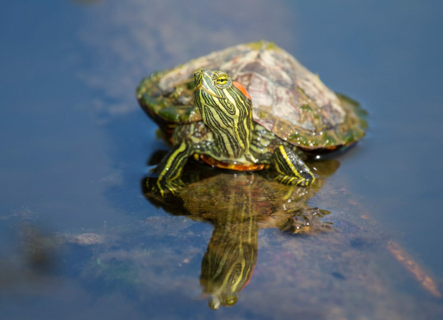 Do RedEared Slider Turtles Pee Everything That You Need to Know!