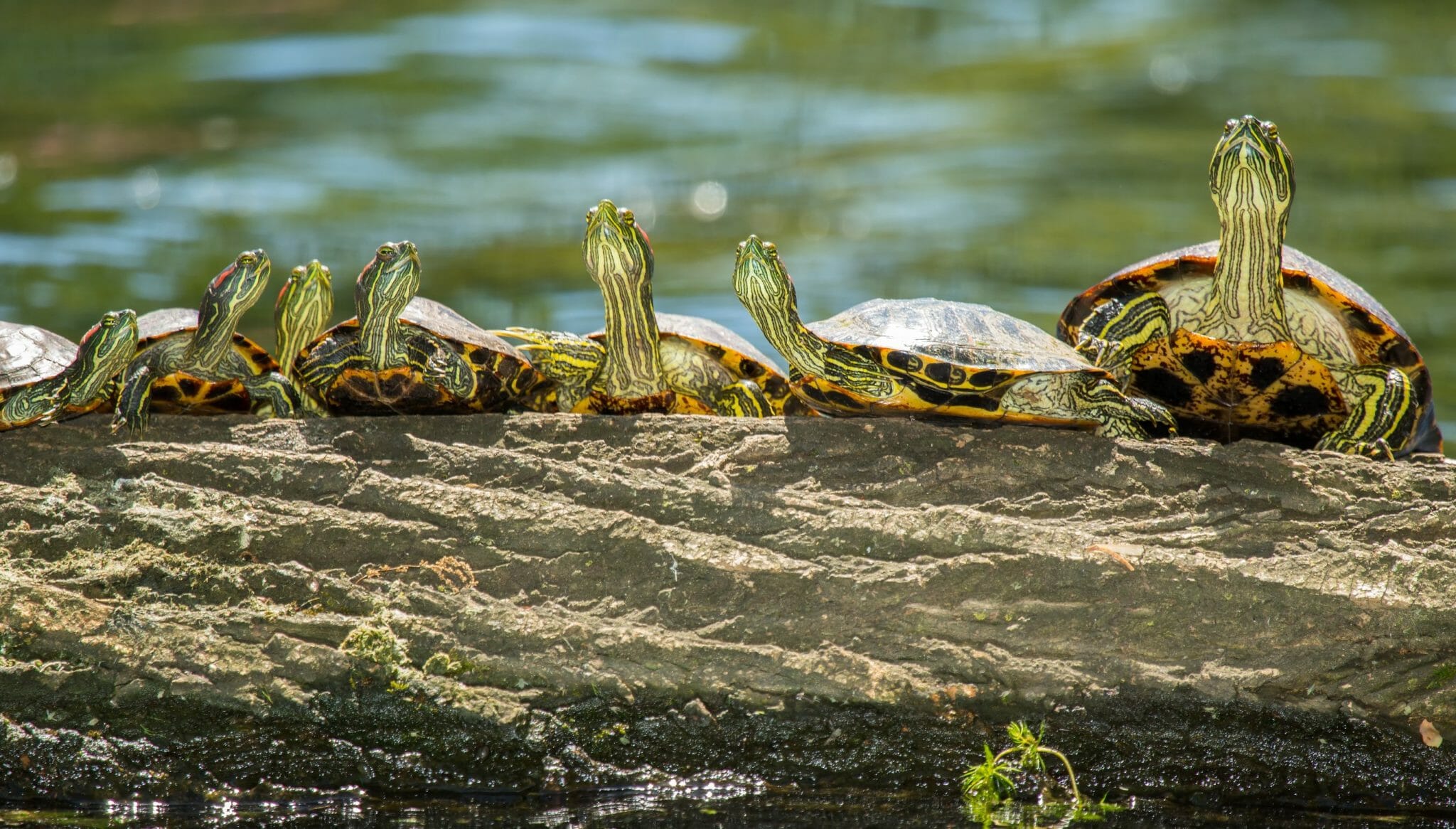 View of Red-Eared Slider Tank Size: What's the Best Option for Your Pet ...