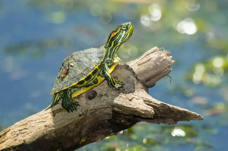 Red-Eared Slider Tank Size: What’s the Best Option for Your Pet?