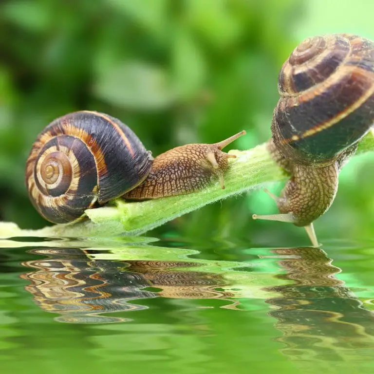 What Do Freshwater Snails Eat: Foods That Are Safe for Your Snails