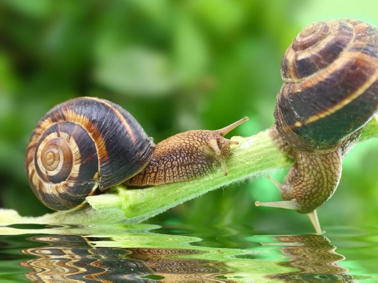 What Do Freshwater Snails Eat Foods That Are Safe for Your Snails