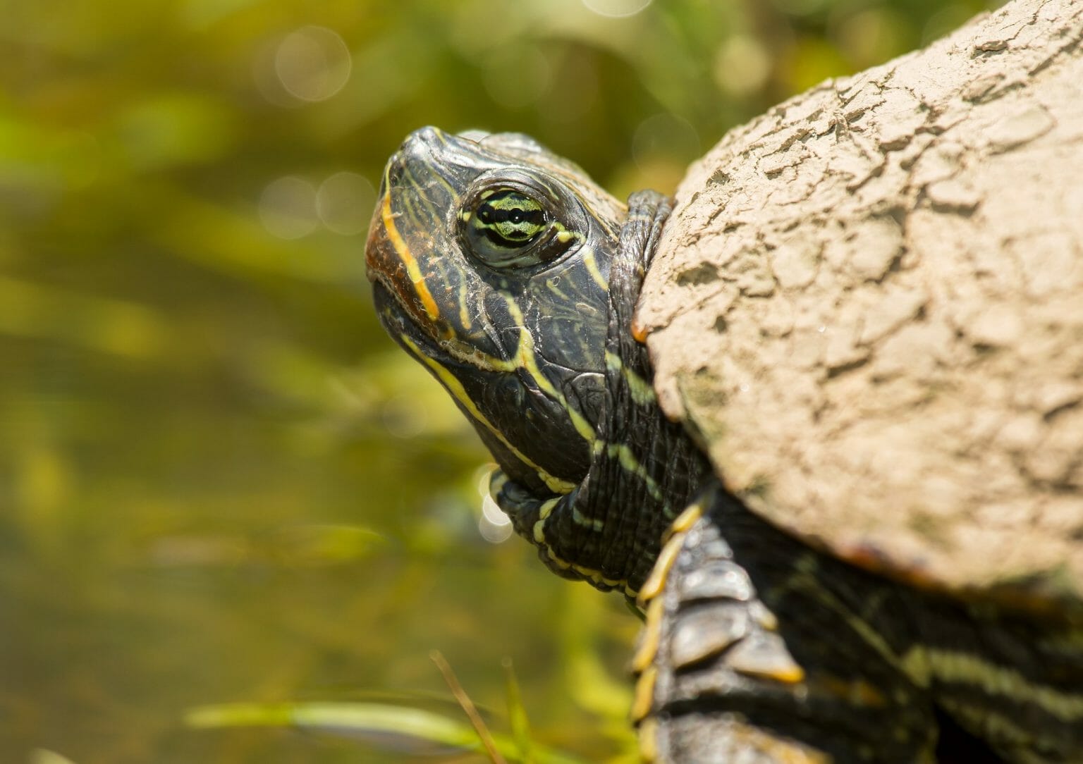 Different Types of RedEared Slider Turtles General Facts and Things