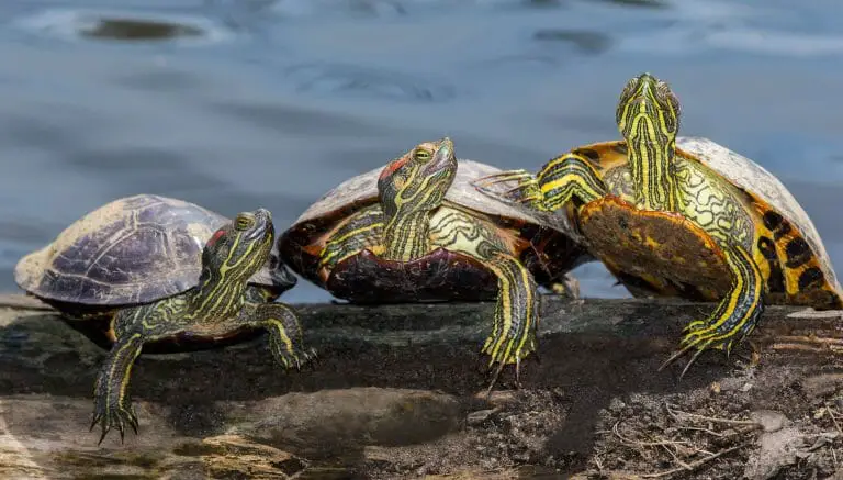 Red-Eared Slider Turtles Lifespan: Factors, Life Cycle, and Improving Longevity