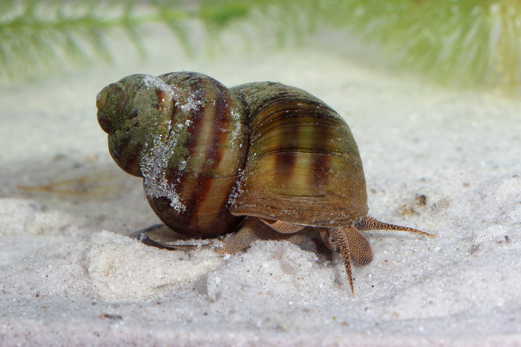 Do Freshwater Snails Need a Filter Tips in Keeping Freshwater Snails