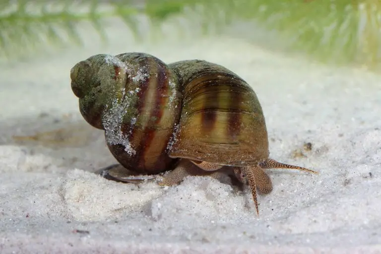 Do Freshwater Snails Need a Filter: Tips in Keeping Freshwater Snails Without Using Aquarium Filters