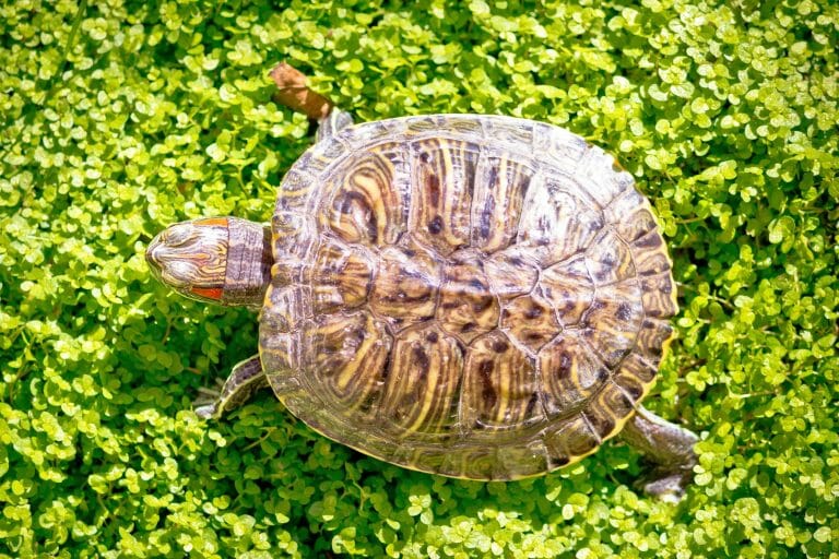Are Hermit Crabs Crustaceans: Helpful Facts for Enthusiasts