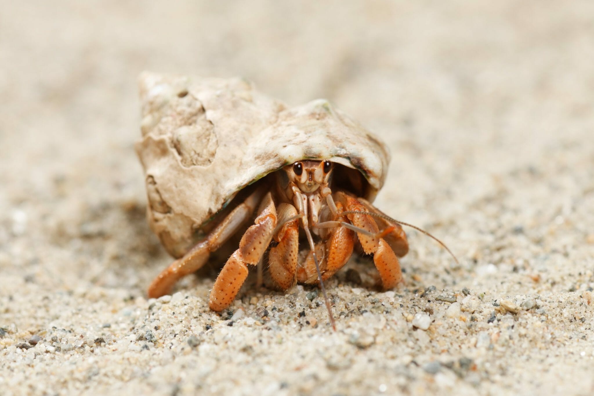 Do Hermit Crabs Need Friends What You Need to Know HomeTanks