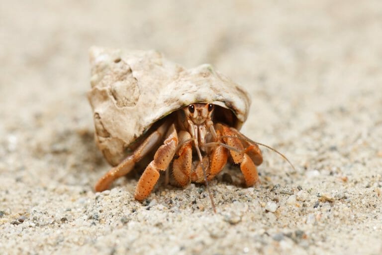 Do Hermit Crabs Need Friends: What You Need to Know