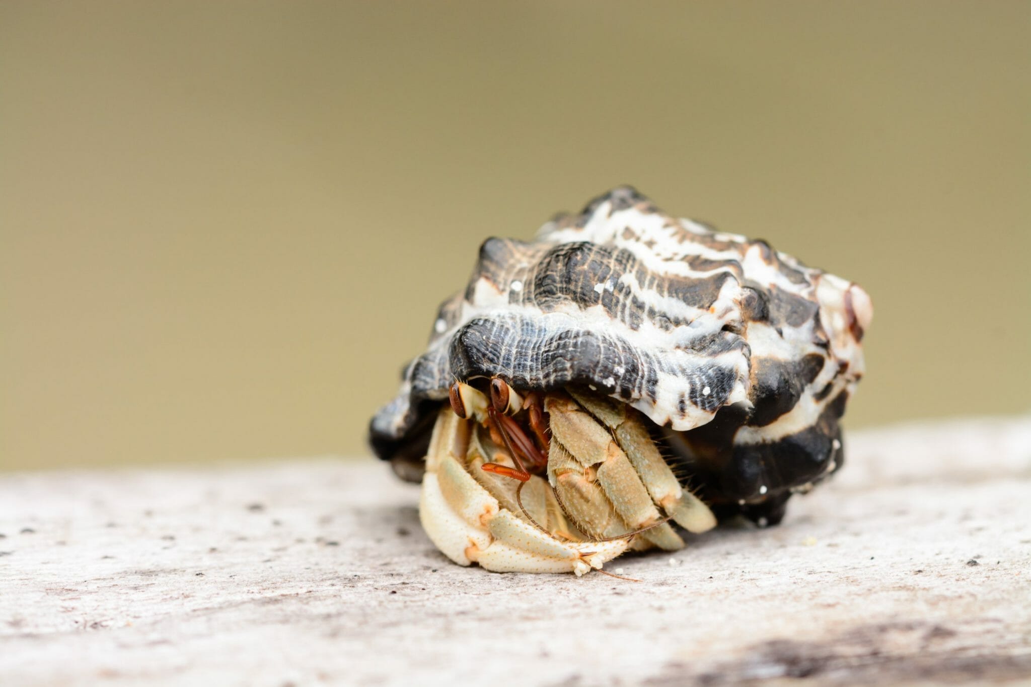 How Much Does a Hermit Crab Cost Other Expenses Needed HomeTanks