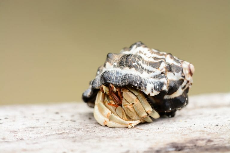 How Much Does a Hermit Crab Cost: Other Expenses Needed