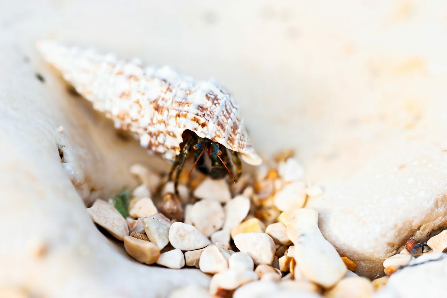 Do Hermit Crabs Eat Each Other Causes, Prevention, and Important Facts