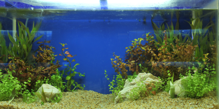 Java Moss Light Requirements: Everything You Need to Know to Grow This Plant Successfully