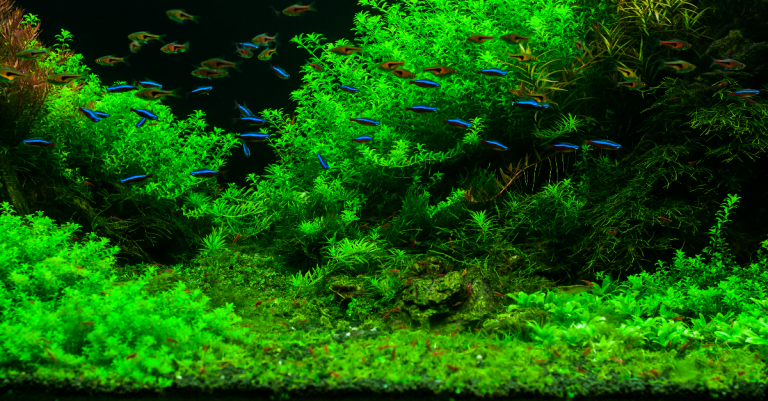 Is Java Moss Easy to Grow: Best Tips When Growing a Java Moss