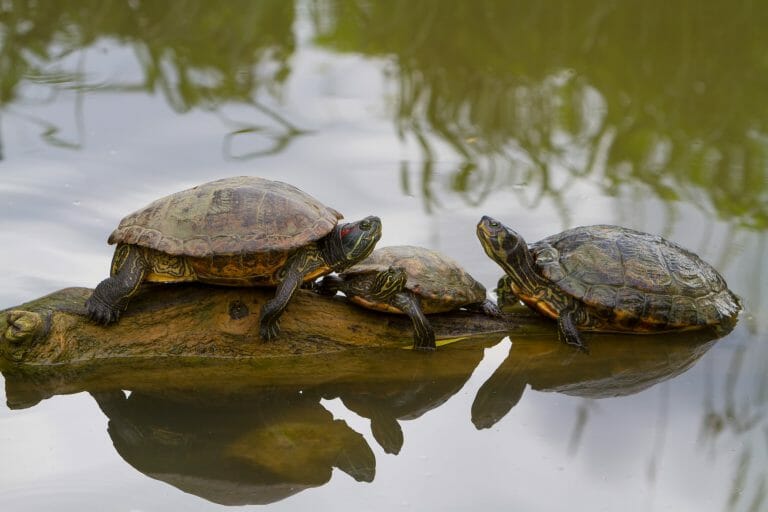 Why Do Red-Eared Slider Turtles Bite Each Other: Reasons and Prevention