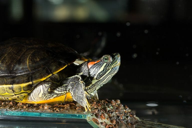 Do Red-Eared Sliders Get Lonely: A Guide to Keeping Your Slider Turtle Happy and Healthy