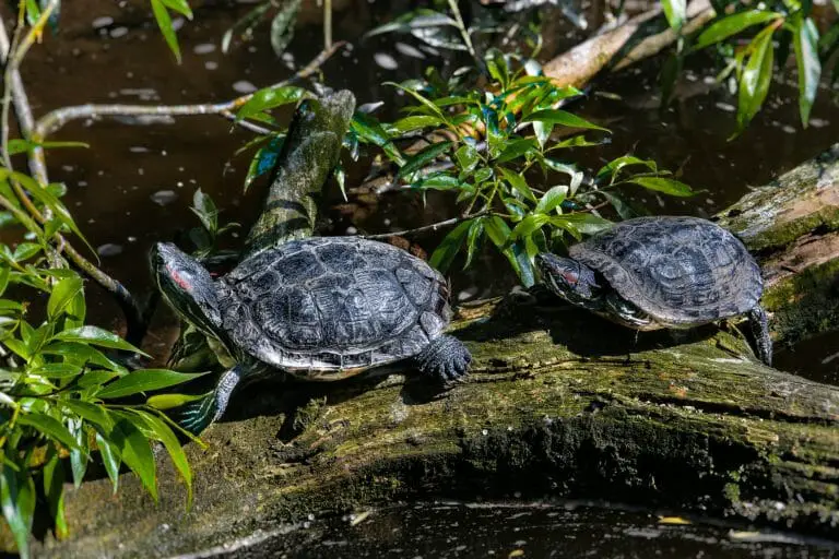 Red Eared Slider Male or Female: Distinct Differences You Should Know