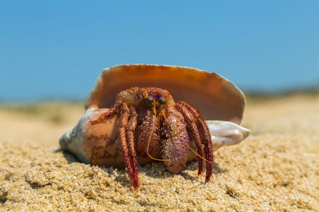 Why Is My Hermit Crab Chirping Is It Normal or Bad? HomeTanks
