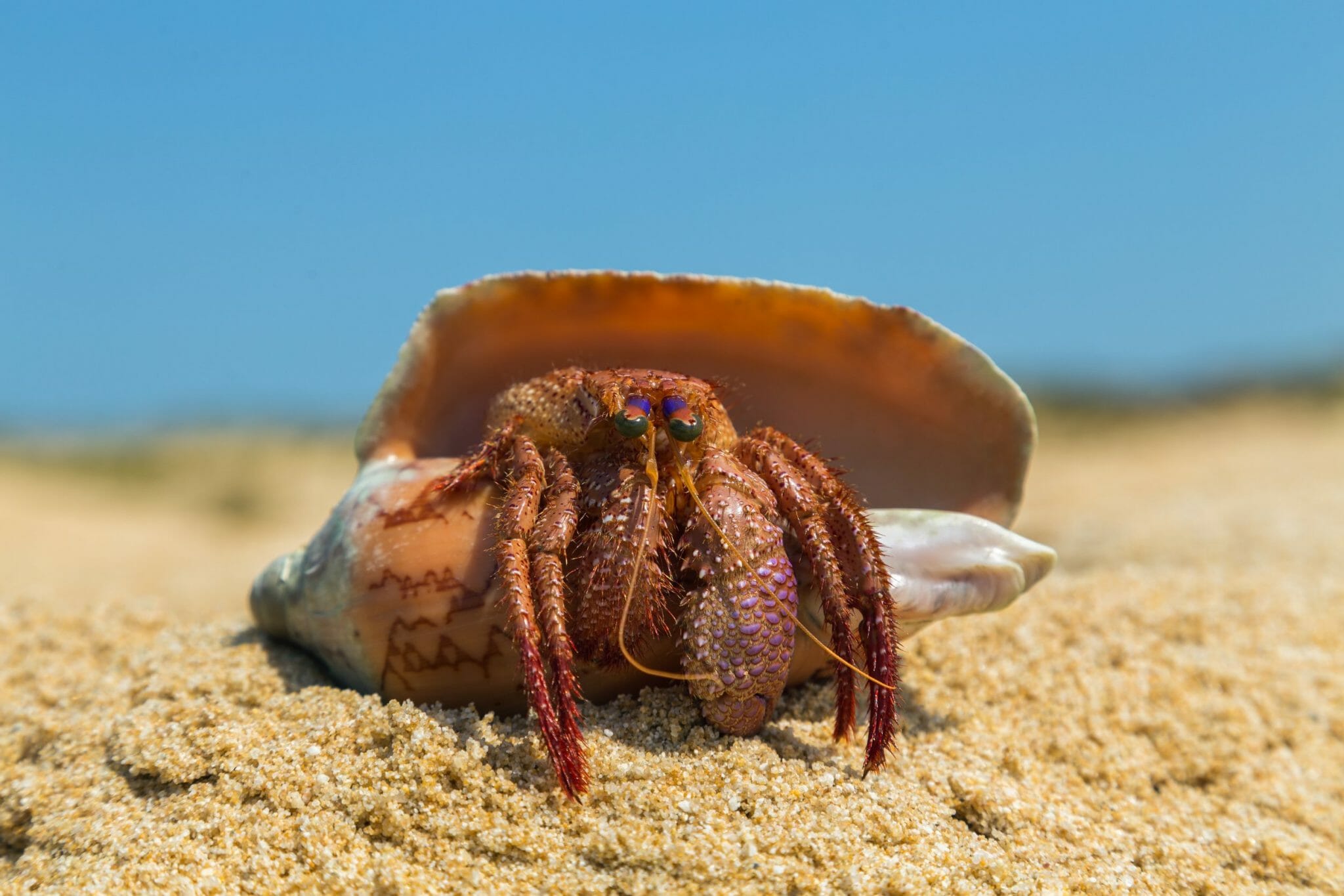 Why Is My Hermit Crab Chirping Is It Normal or Bad?