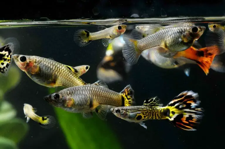 Freshwater Aquarium Ideas: Considerations for Choosing the Perfect Fish Tank