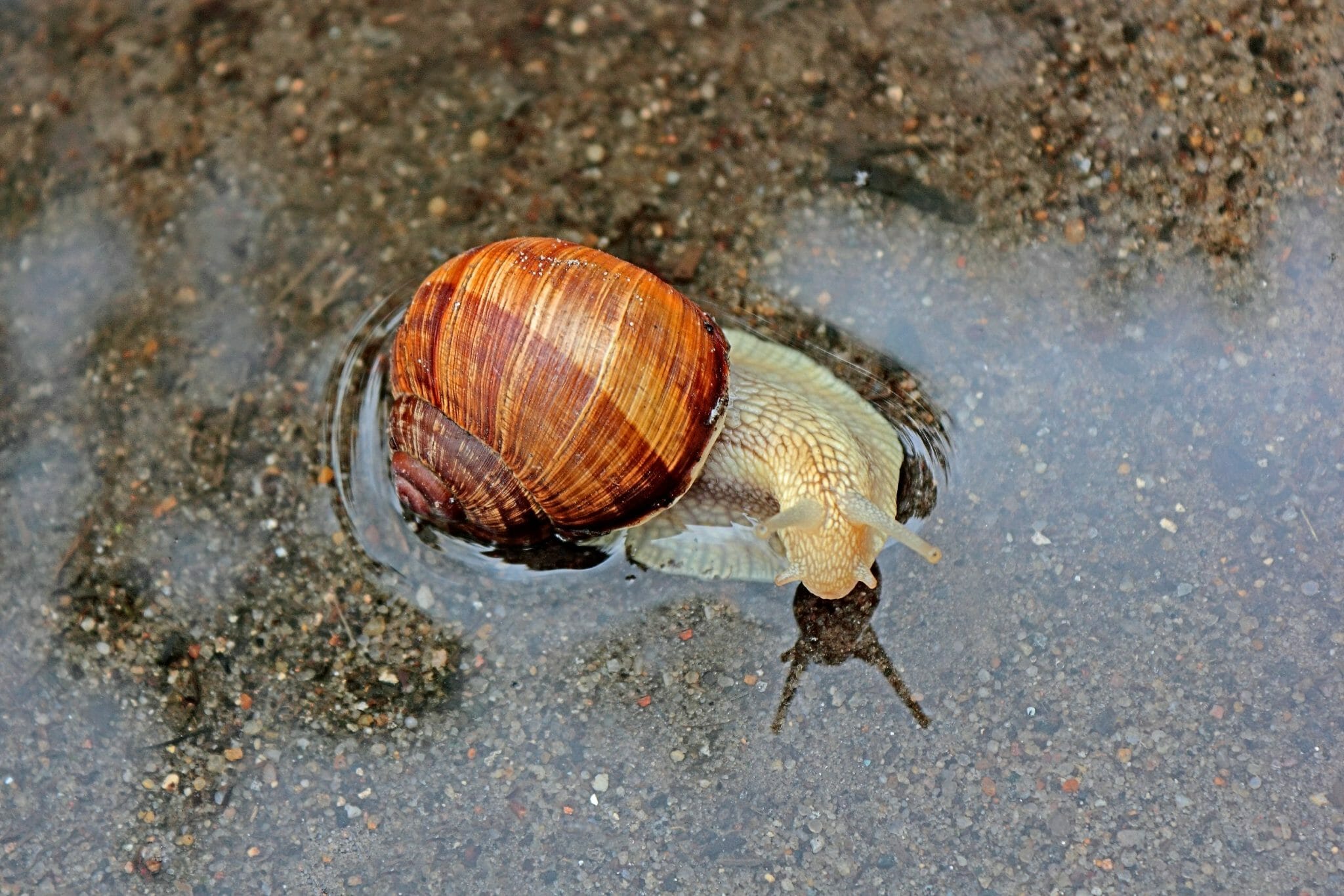 Freshwater Snail HomeTanks