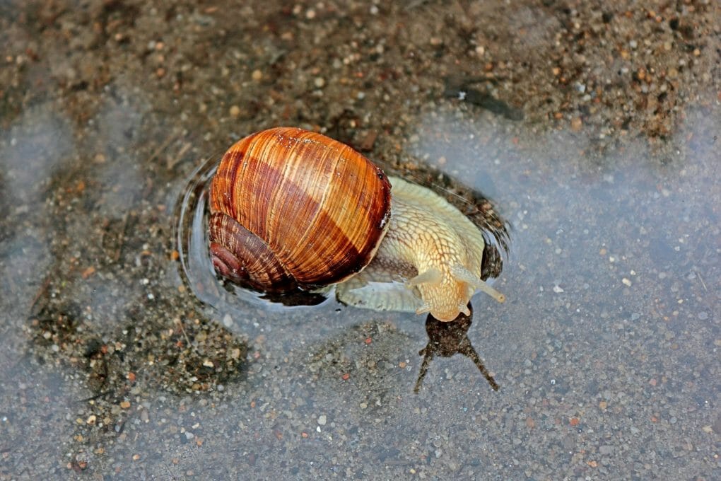 Do Freshwater Snails Eat Algae How Snails Keep Aquariums Clean and