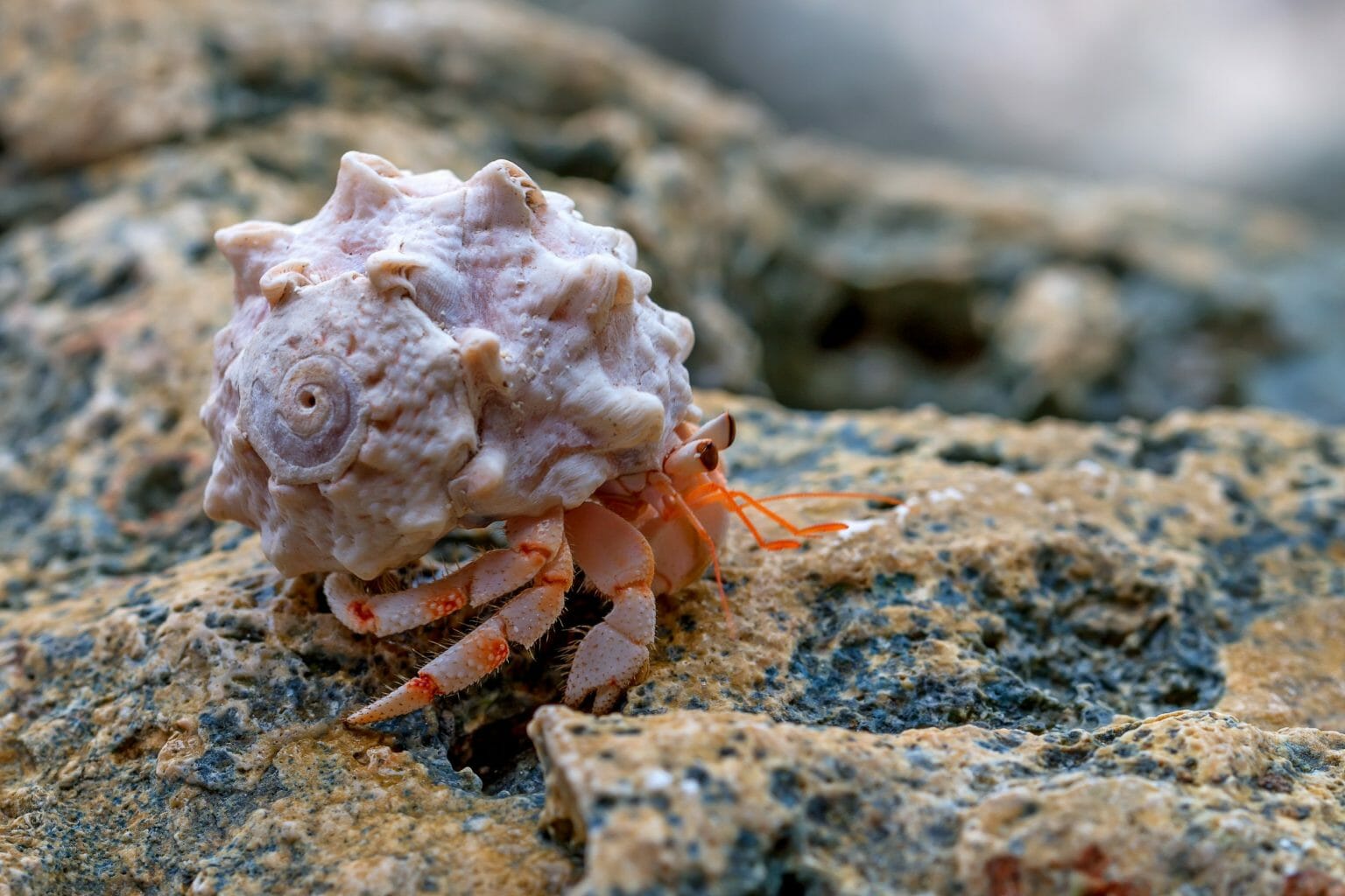 Do Hermit Crabs Sleep Duration, Habits, and Interesting Facts