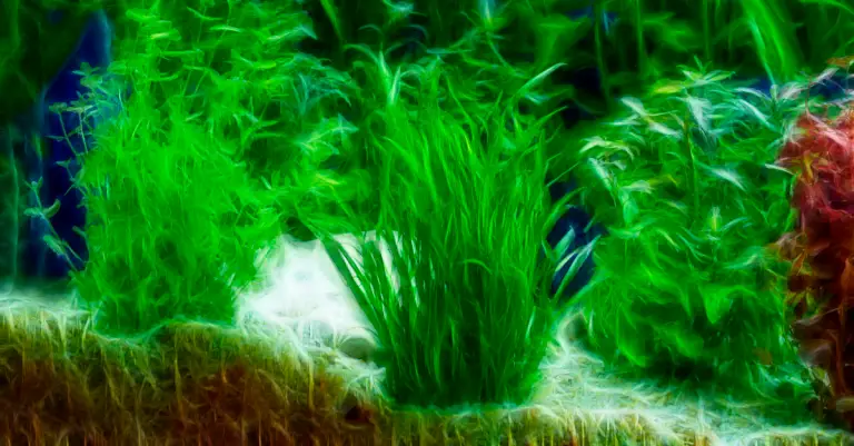 Does Java Moss Float: Floating Java Moss in Your Aquarium