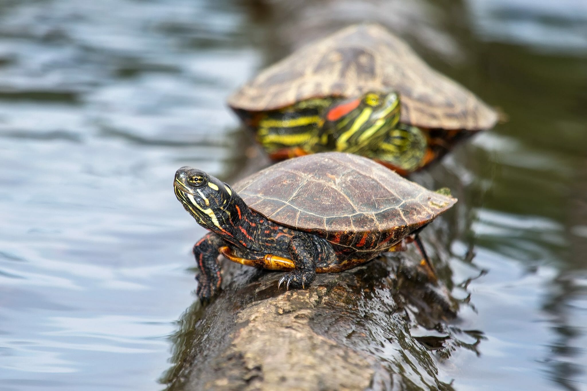 Can RedEared Slider Turtles Eat Fruit Do's and Don'ts in Feeding Your