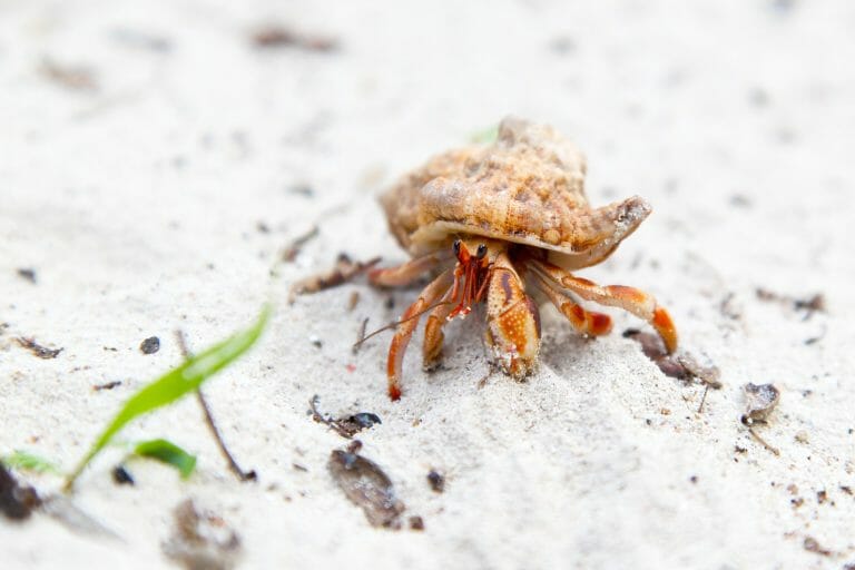 Do Hermit Crabs Eat Shrimp: Is It Safe for Them?