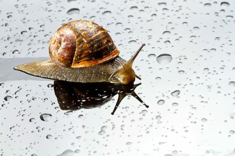 How Big Do Freshwater Snails Get: The Typical Size of Freshwater Snails