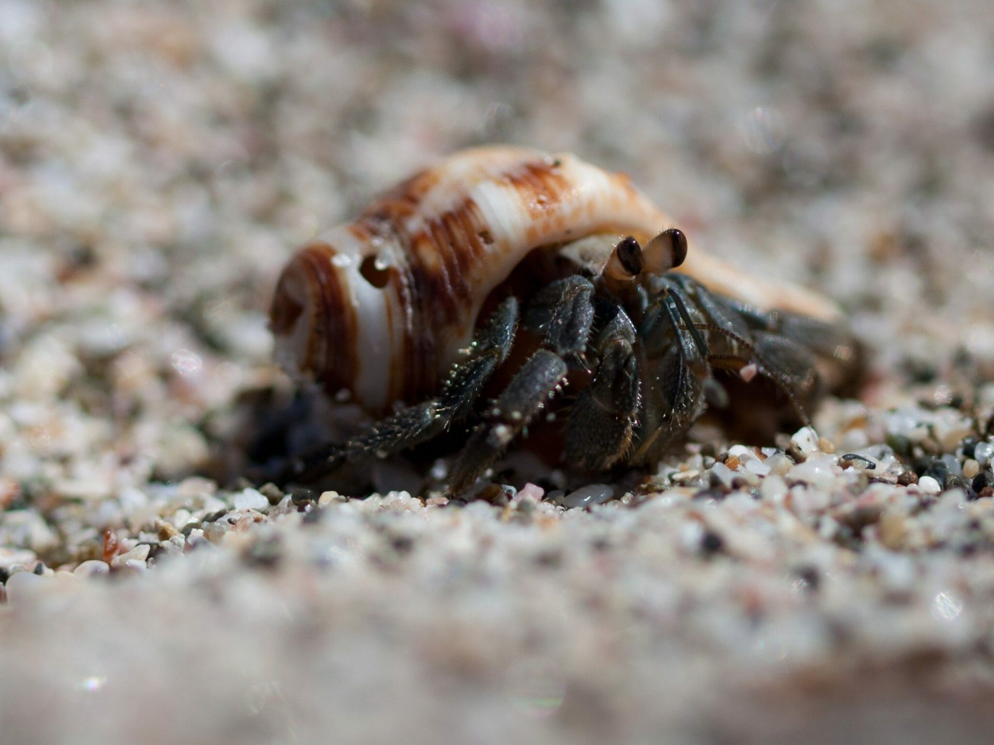 Can Hermit Crabs See in the Dark Do They Need Light at Night? HomeTanks