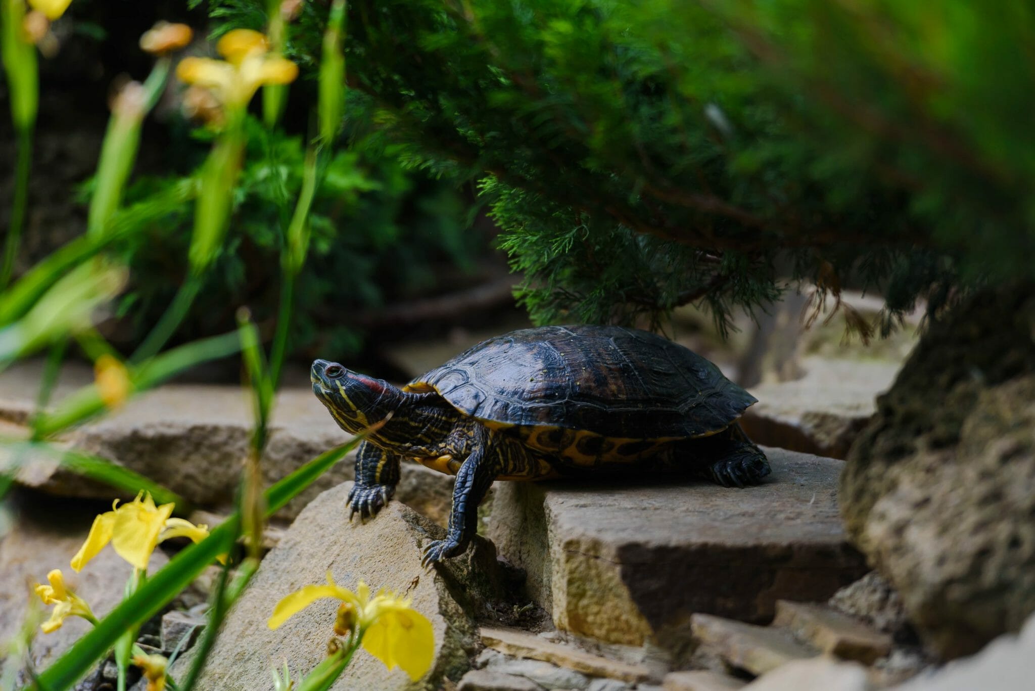 Can RedEared Slider Turtles Eat Lettuce Varieties, Risks, and Tips