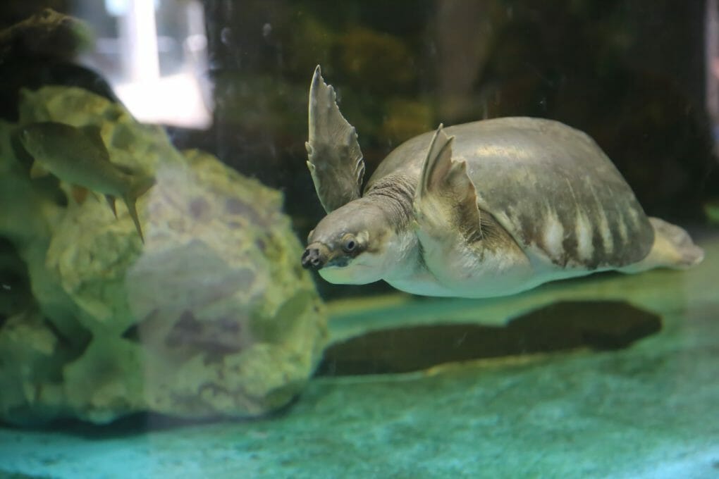 Why Do RedEared Slider Turtles Bite Each Other Reasons and Prevention