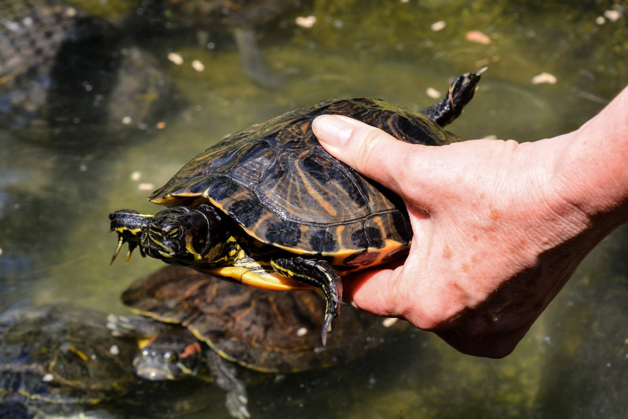 Are RedEared Slider Turtles Aggressive Commons Reasons and How to