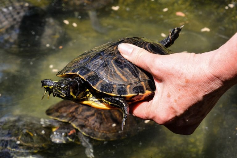 Are Red-Eared Slider Turtles Aggressive: Commons Reasons and How to Avoid