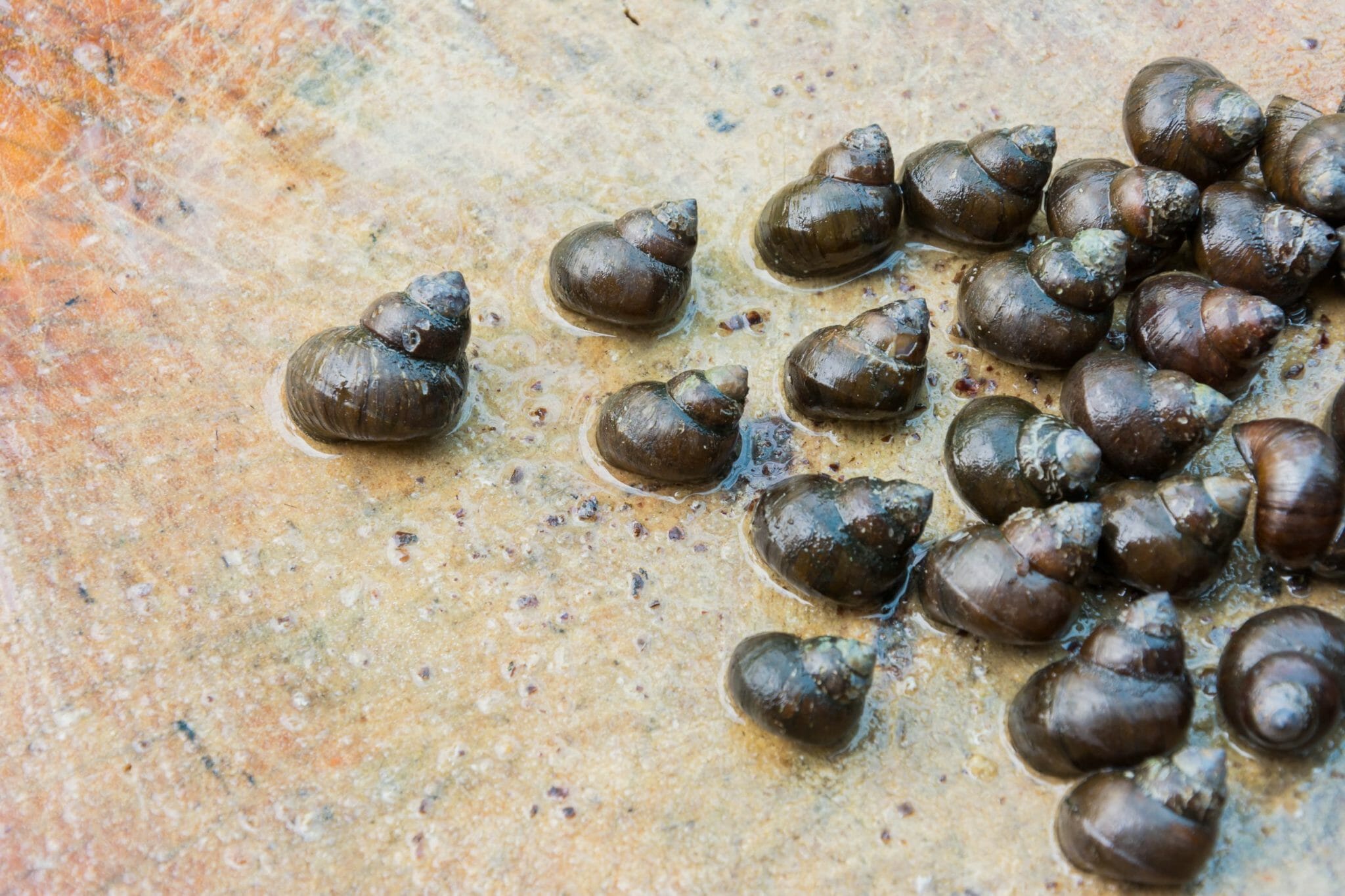 How Do Freshwater Snails Reproduce The Reproduction Process of