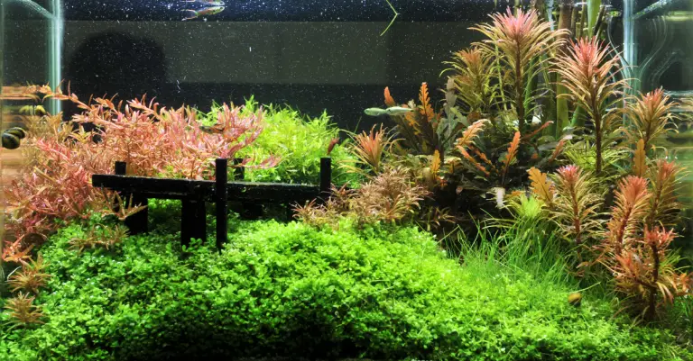 Does Java Moss Need Substrate: Tips When Growing Java Moss