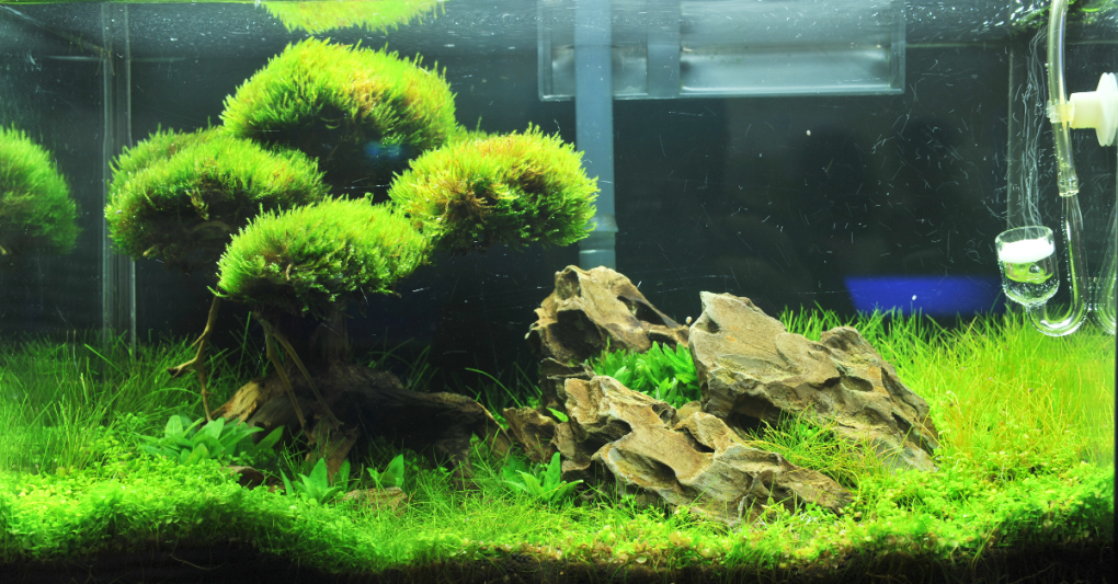 Does Java Moss Need Substrate Tips When Growing Java Moss HomeTanks