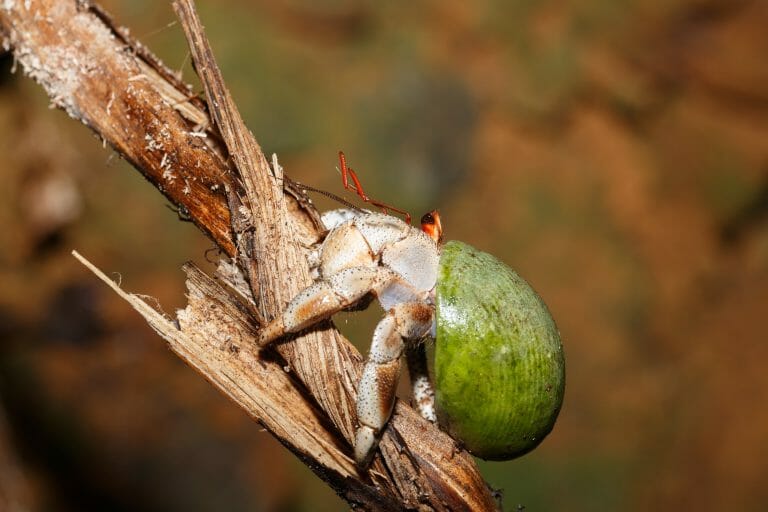 What Does Hermit Crab Eat: Hermit Crab’s Regular Diet