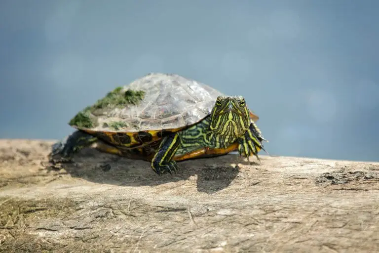 How Big Do Red-Eared Slider Turtles Get: Size Cycle, Factors, and Growth Rate