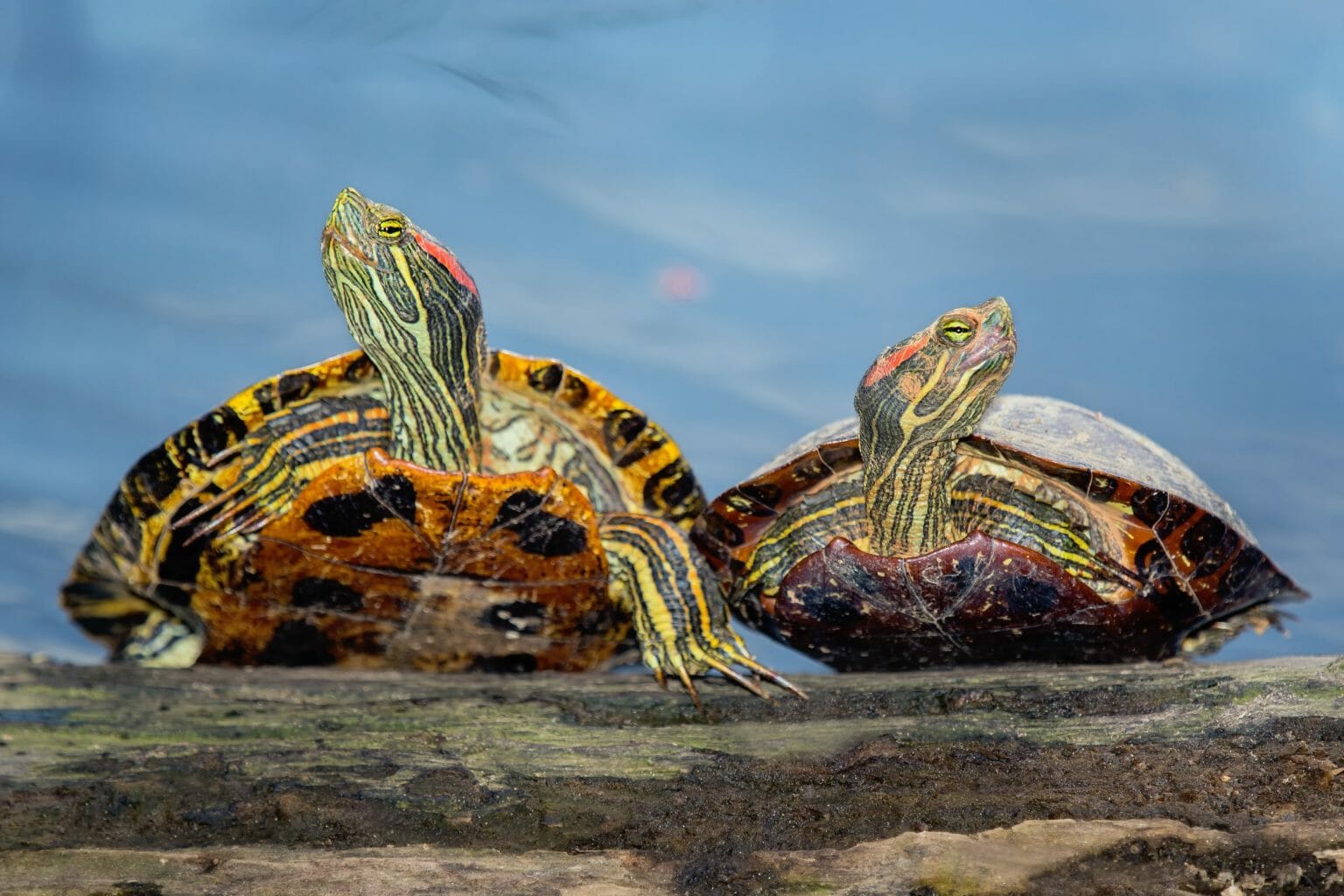 Can RedEared Slider Turtles Eat Blueberries Benefits, Risks, and