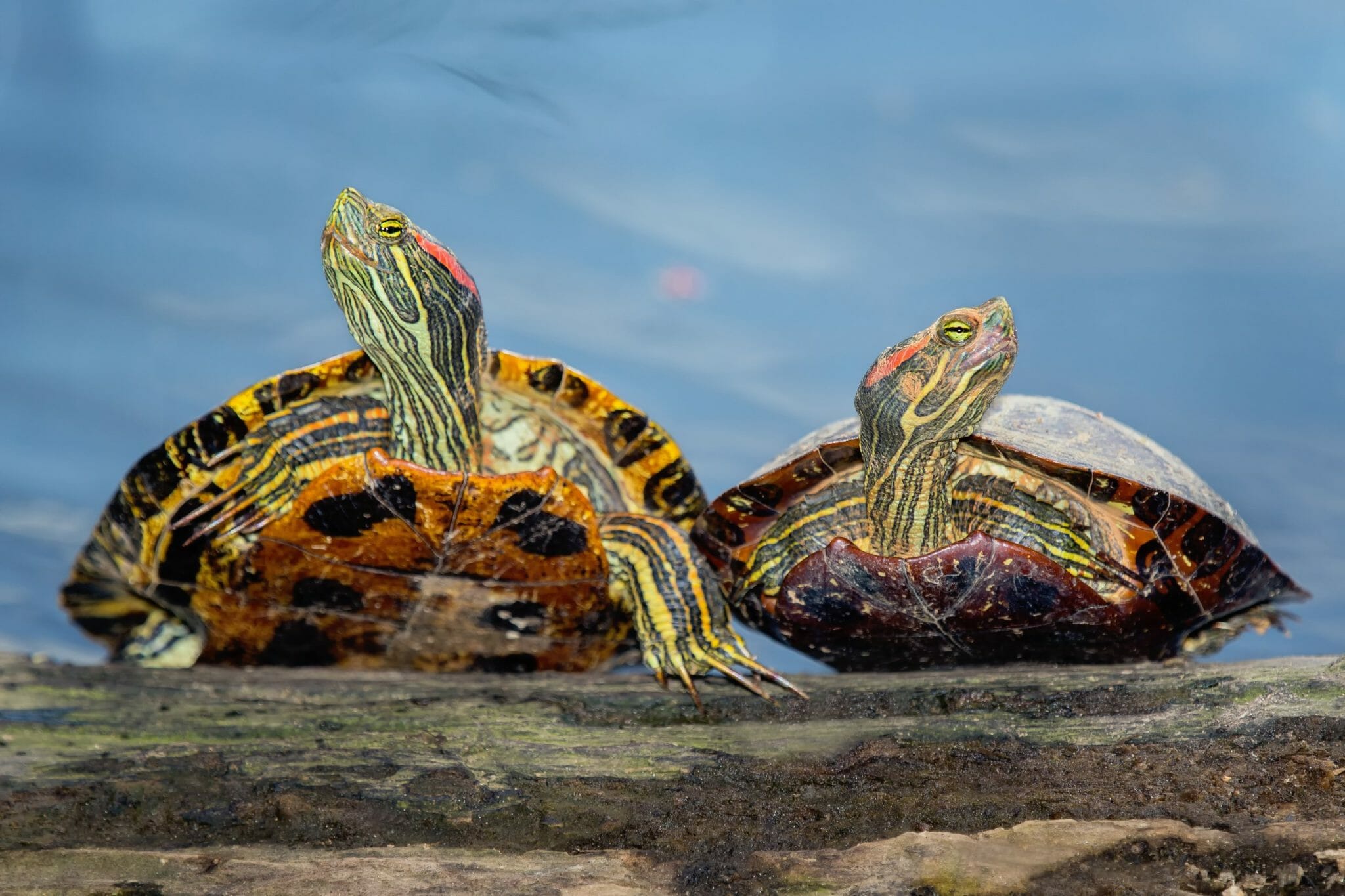 Can RedEared Sliders Breathe Underwater Fascinating Facts About the