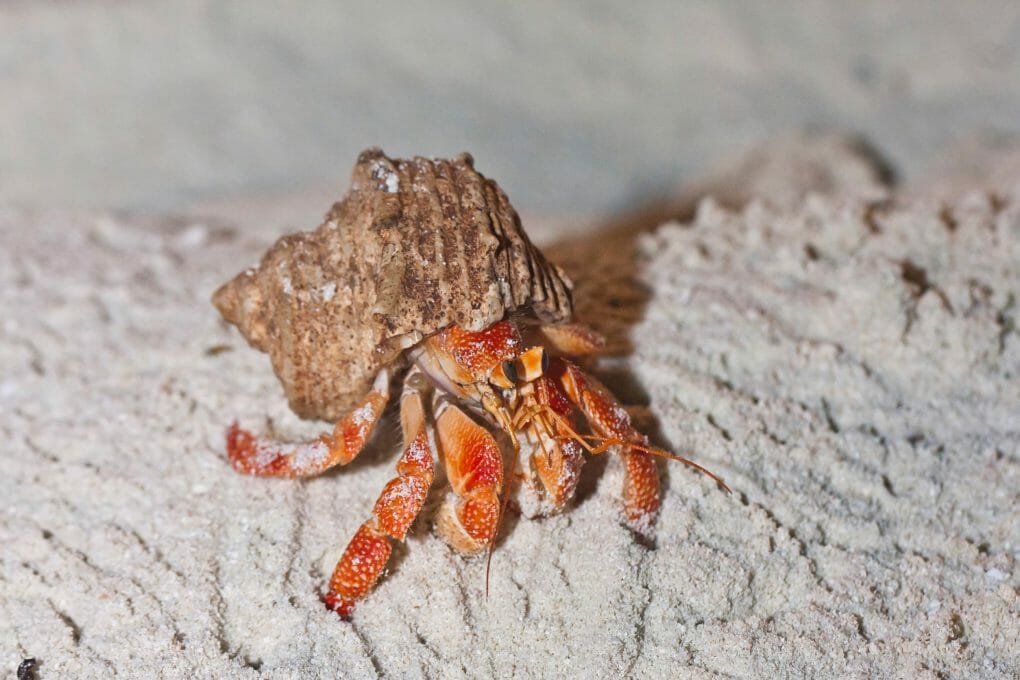Do Hermit Crabs Need Heat Facts and Tips in Maintaining Their Temperature