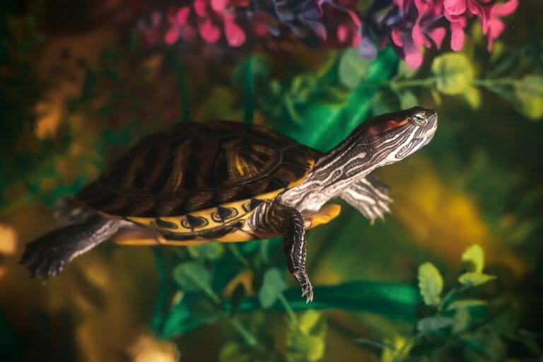 Facts About Red-Eared Slider Turtles: Trivias on These Amazing Creatures