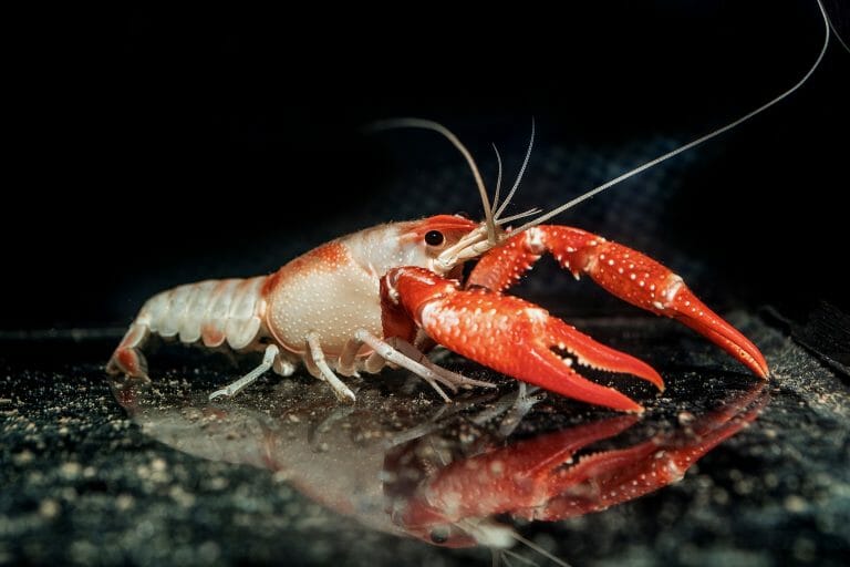 What to Feed Freshwater Crayfish: A Guide to Safely Feeding Crayfish