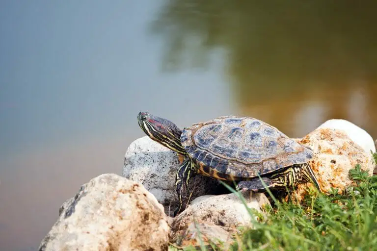 Do Red-Eared Slider Turtles Shed: Reason, Process, and Risks