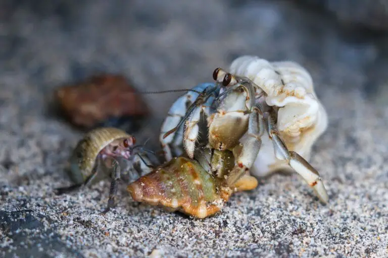 Do Hermit Crabs Have Gills: Knowing How Hermit Crabs Breathe