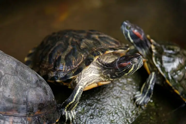 Are Red-Eared Slider Turtles Good Pets: What You Need to Know Before Keeping Them as Pets