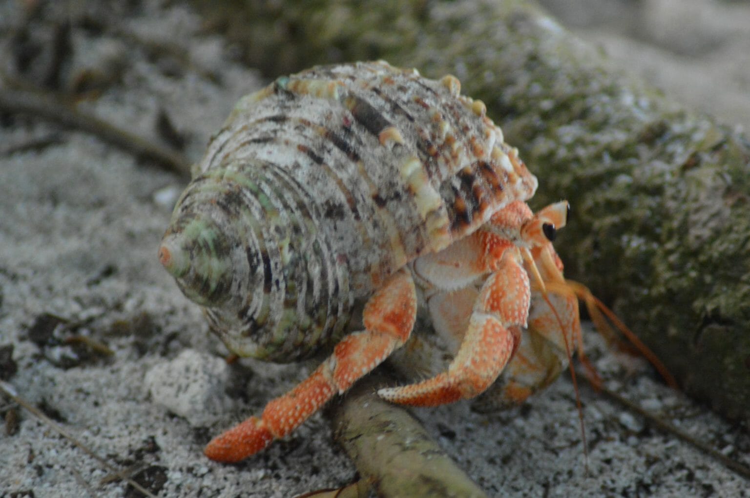 Are Hermit Crabs Born With Shells Interesting Ways They Get Shells HomeTanks