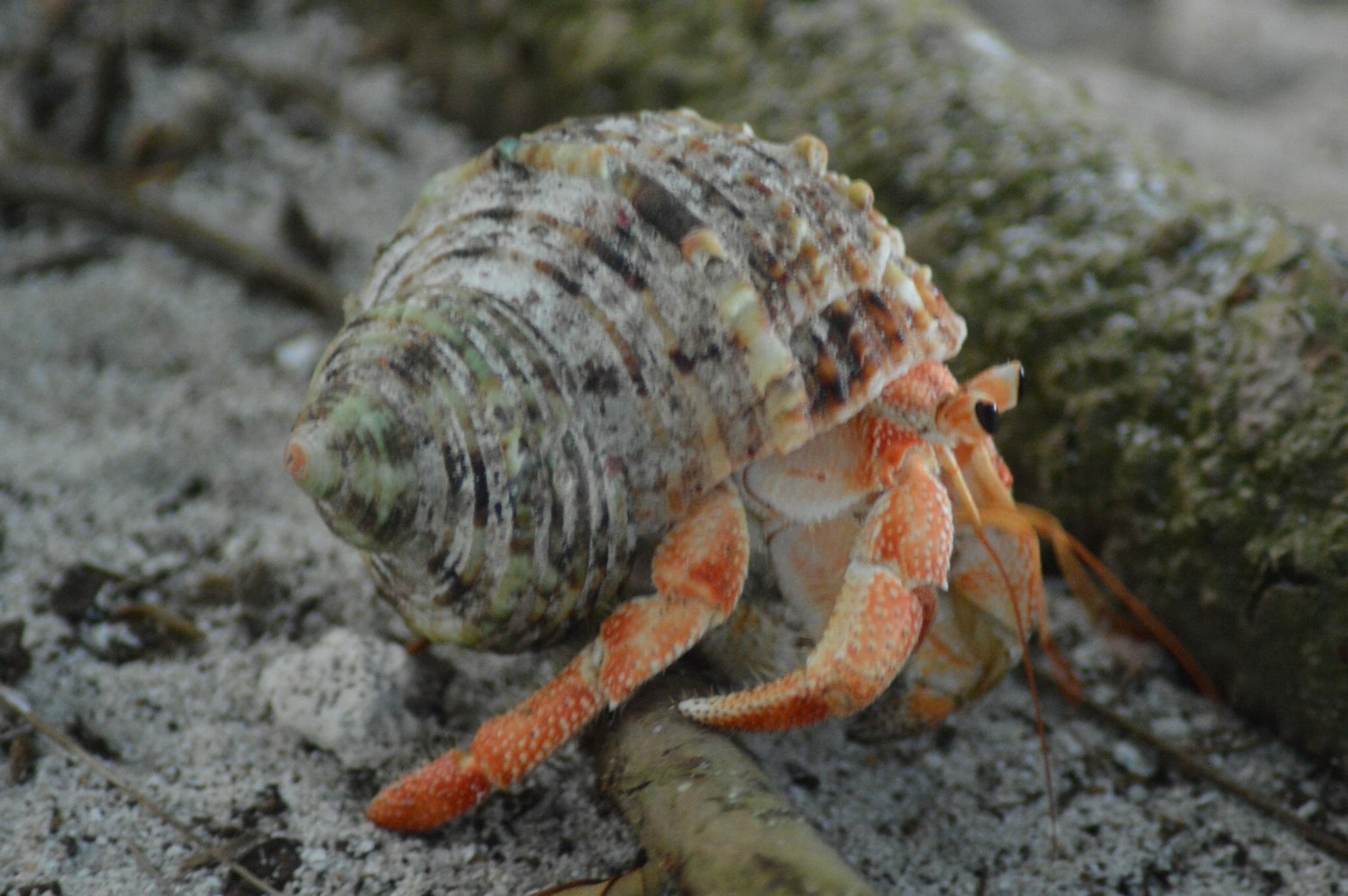 Are Hermit Crabs Born With Shells Interesting Ways They Get Shells